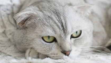 欧冠最新版-晋级世界杯非终点 中国女篮任重道远